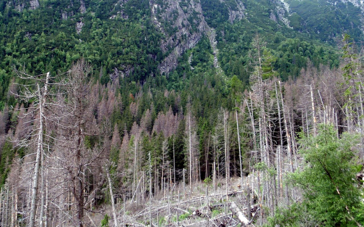 ATOMKI: a klímaváltozás előrehaladását jelzi a lucfenyők gyorsuló pusztulása Magyarországon
