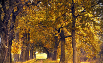 A növekvő légköri szén-dioxidra fotoszintézisük növelésével válaszolnak az idős tölgyfák