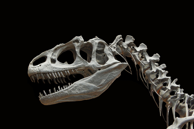 Szenzációs dinoszauruszleletet köszönhet Texas a rendkívüli szárazságnak