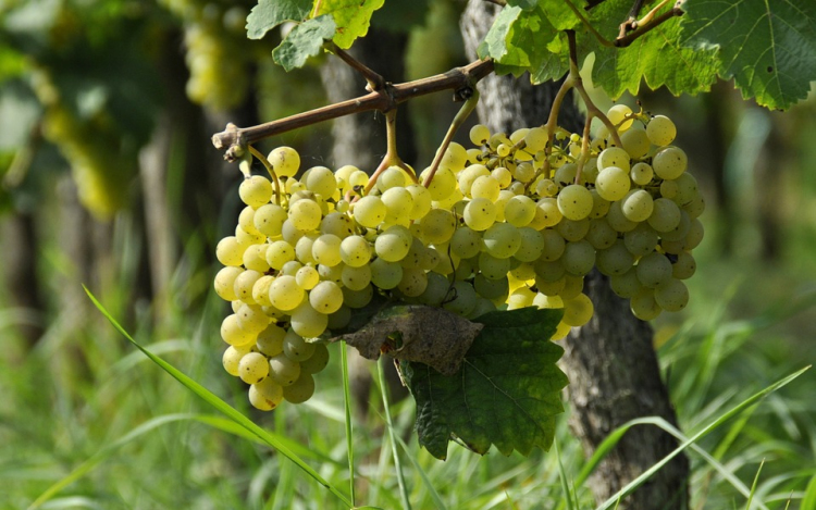 Több száz éves szőlőmagokból olvasták ki a franciaországi Champagne borvidék történetét